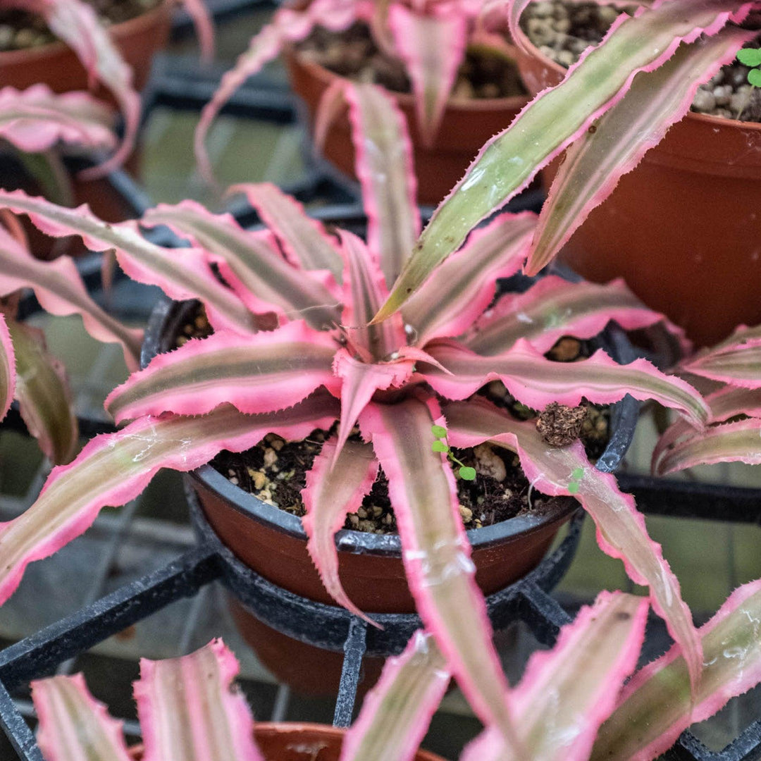 Cryptanthus 'Pink Star' - Casey & Company