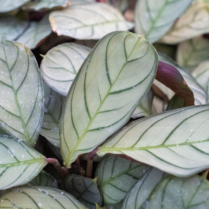 Ctenanthe burle-marxii 'Amagris' - Casey & Company