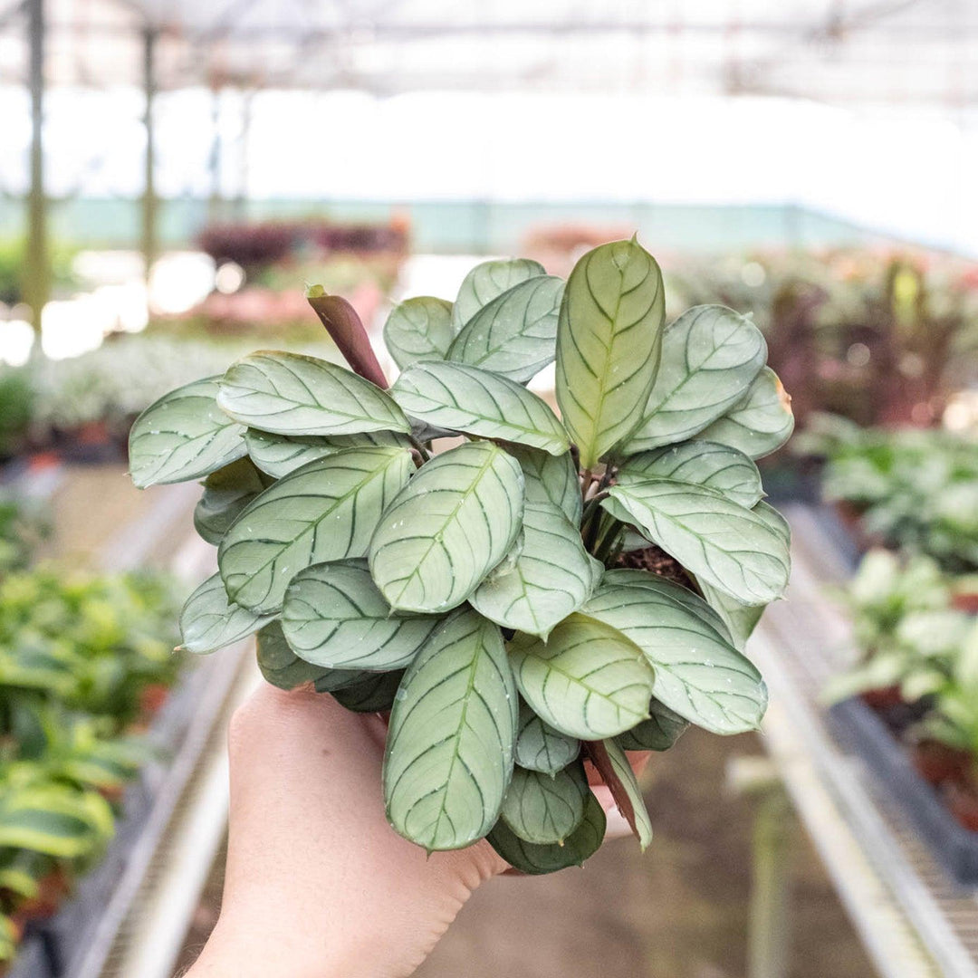 Ctenanthe burle-marxii 'Amagris' - Casey & Company