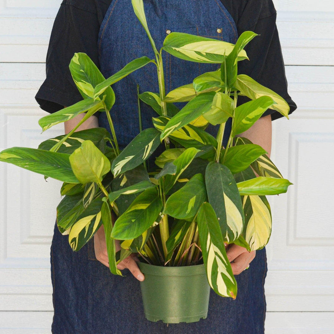 Ctenanthe Lubbersiana 'Bamburanta' - Casey & Company