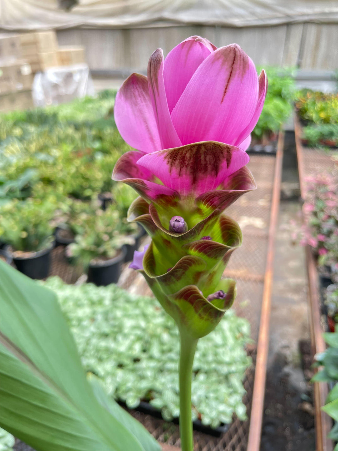 Curcuma Alismatifolia 'Siam Tulip' - 6" - Casey & Company