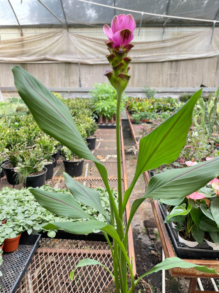 Curcuma Alismatifolia 'Siam Tulip' - 6" - Casey & Company