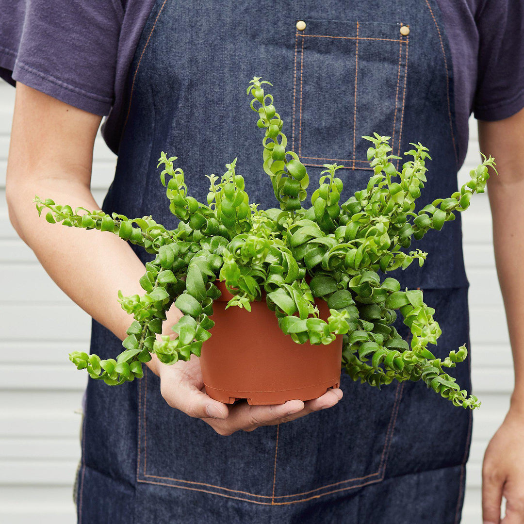 Curly Lipstick Plant - Casey & Company