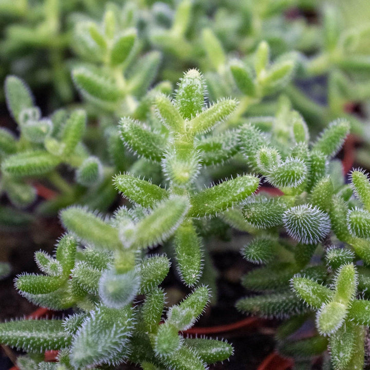 Delosperma echinatum 'Pickle Plant' - Casey & Company