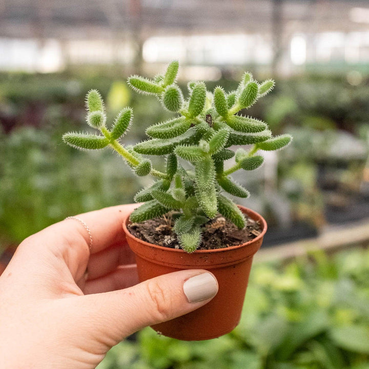 Delosperma echinatum 'Pickle Plant' - Casey & Company