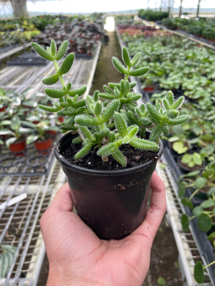 Delosperma echinatum 'Pickle Plant' - Casey & Company