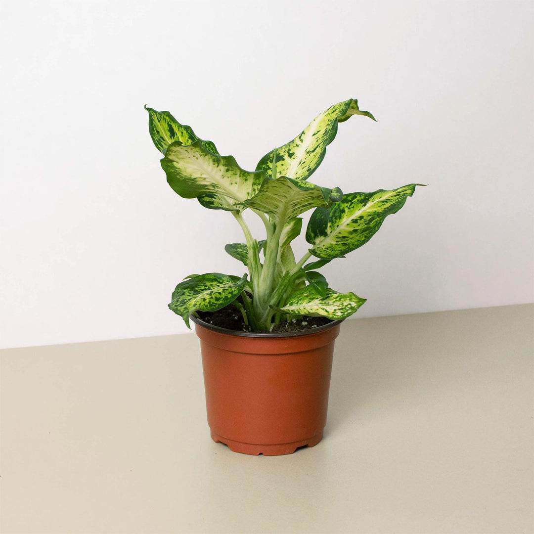 Dieffenbachia 'Amy' - Casey & Company