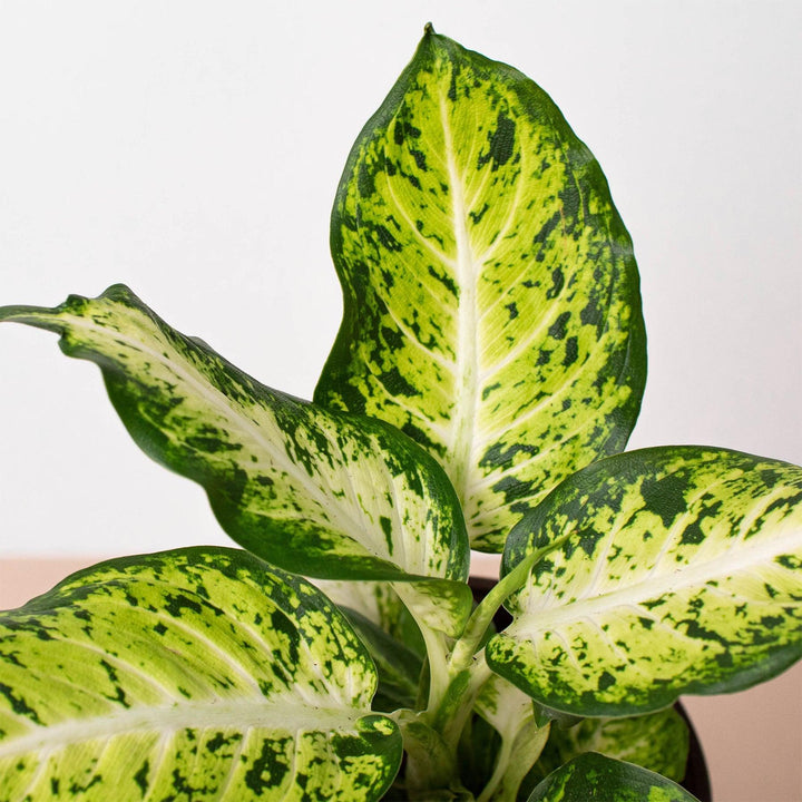 Dieffenbachia 'Amy' - Casey & Company