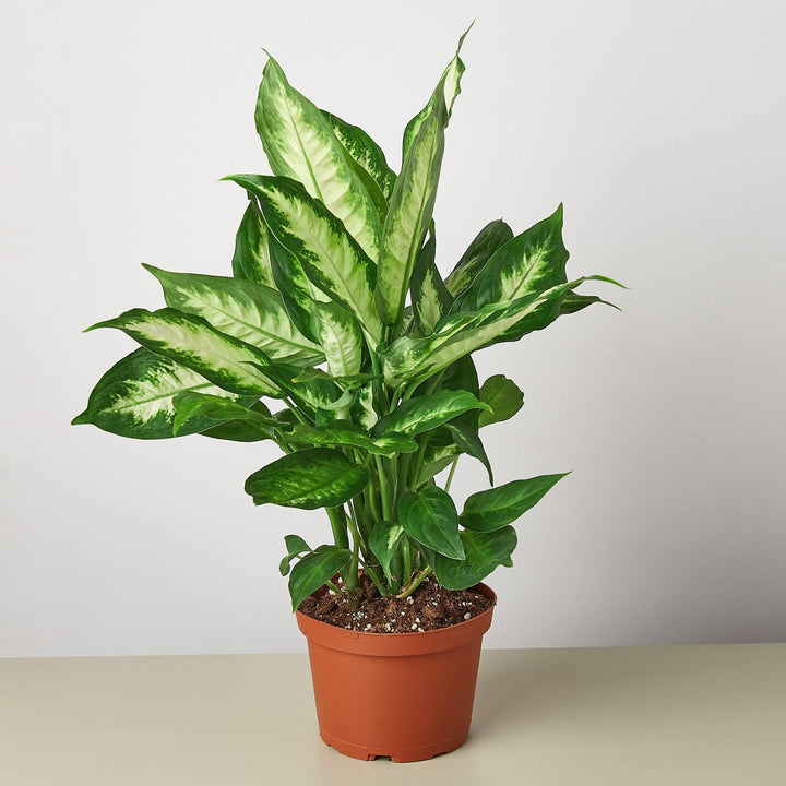 Dieffenbachia Camille - Casey & Company