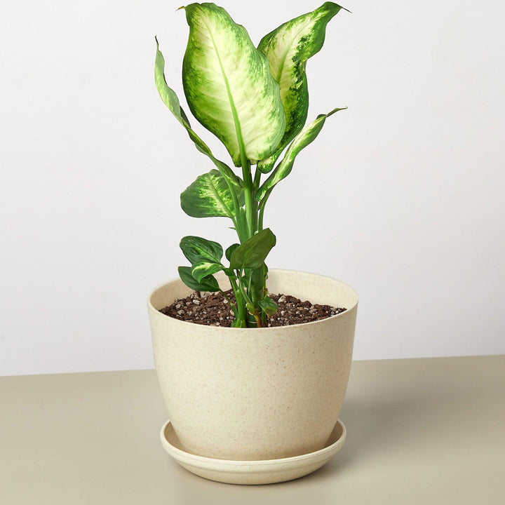 Dieffenbachia Camille - Casey & Company