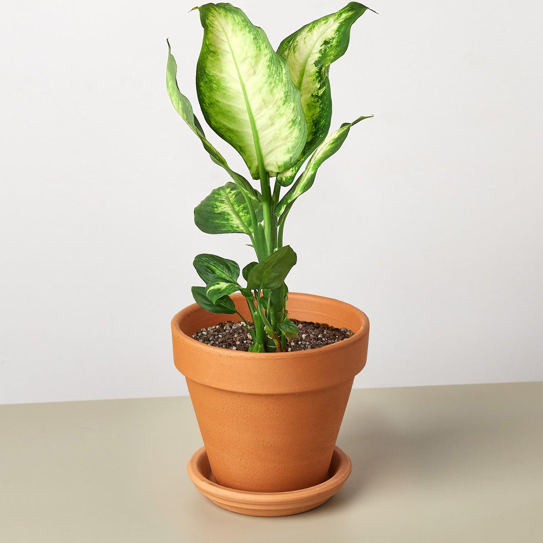 Dieffenbachia Camille - Casey & Company