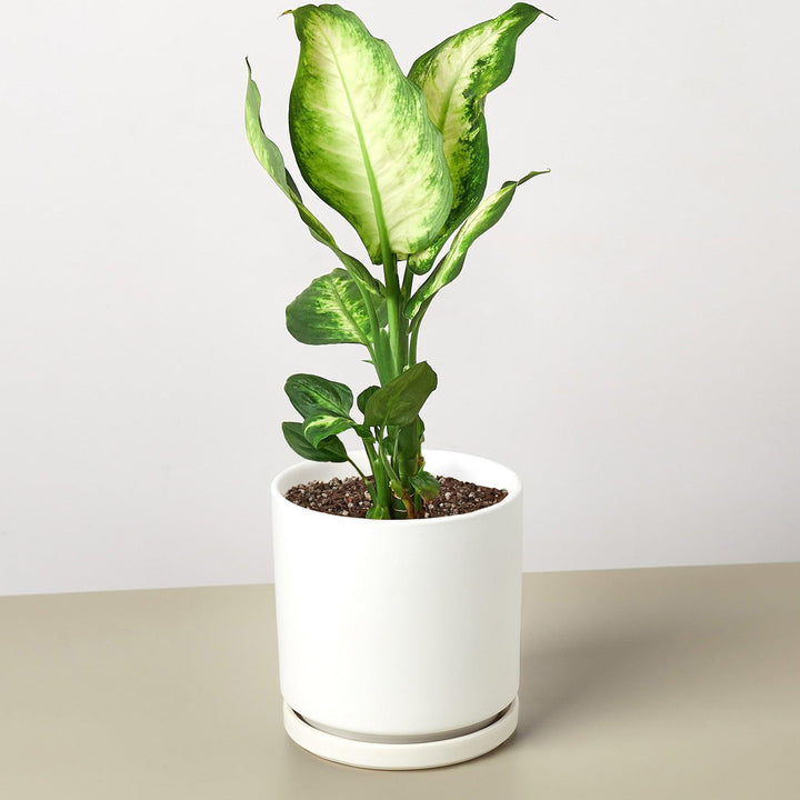 Dieffenbachia Camille - Casey & Company