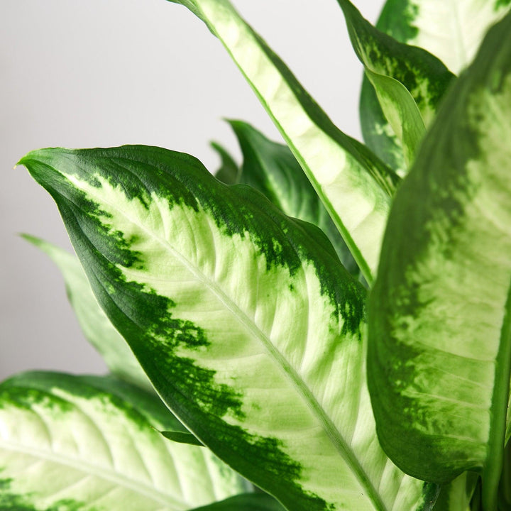 Dieffenbachia Camille - Casey & Company