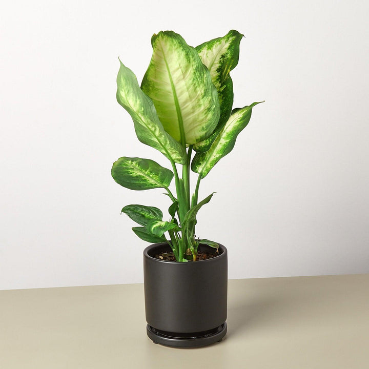 Dieffenbachia Camille - Casey & Company