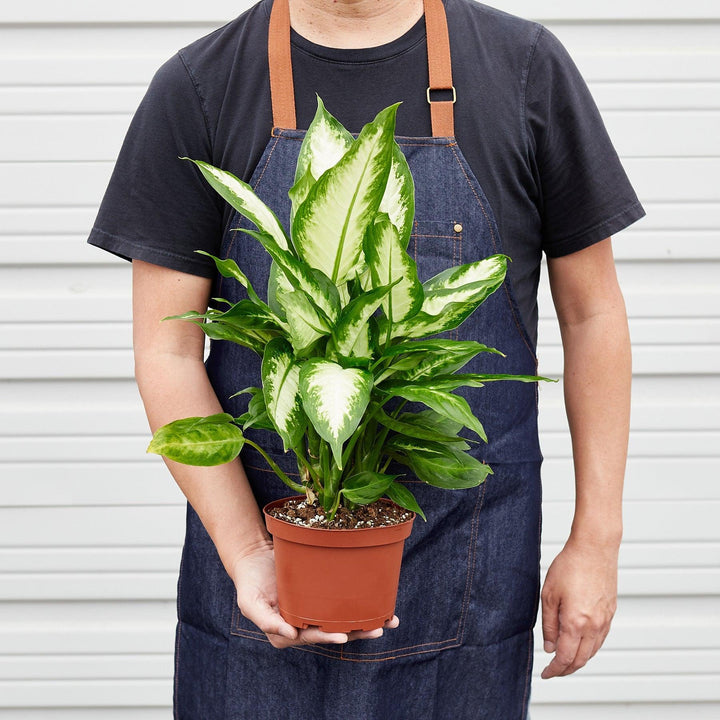 Dieffenbachia Camille - Casey & Company