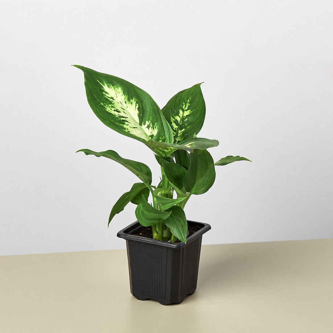 Dieffenbachia Camille - Casey & Company