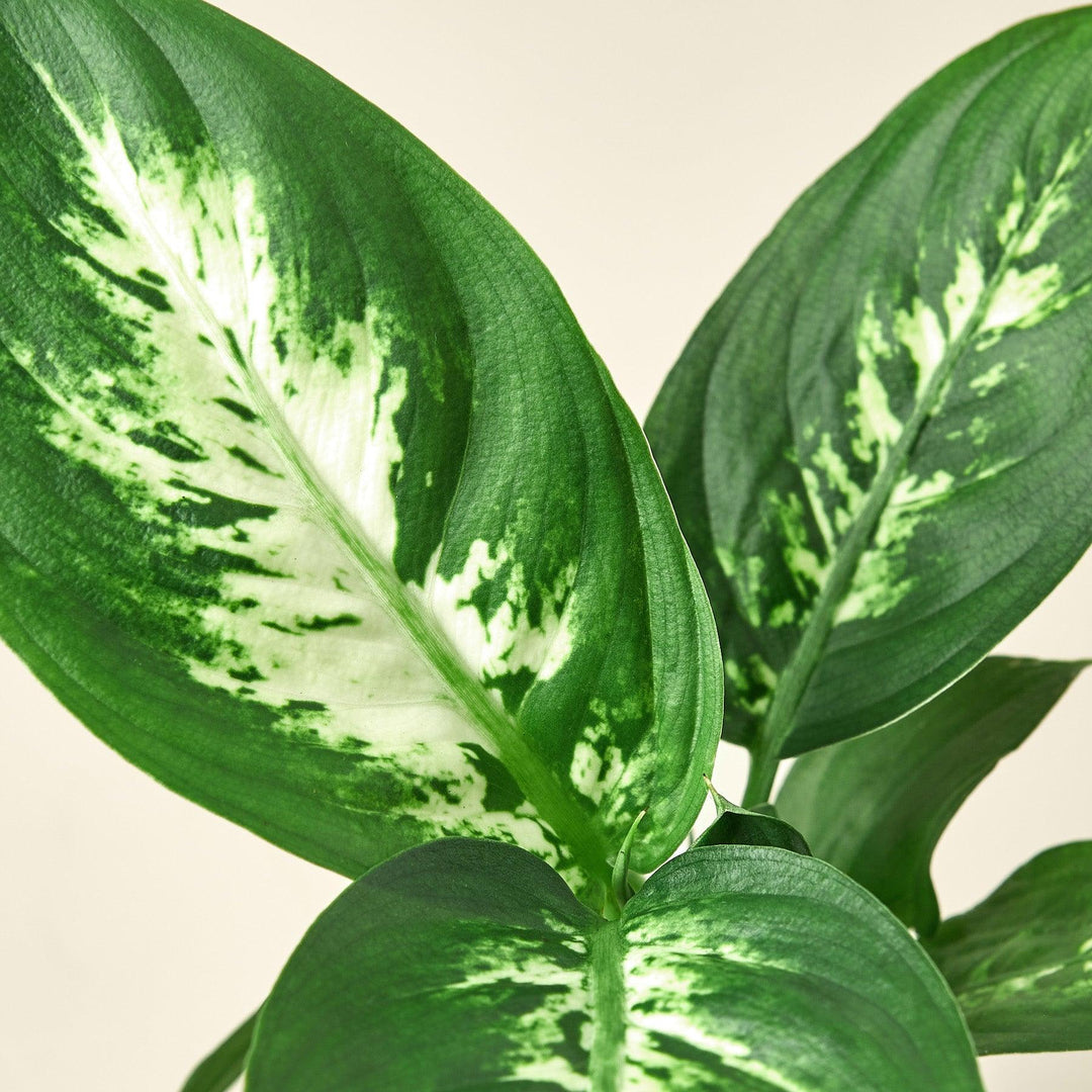 Dieffenbachia Camille - Casey & Company