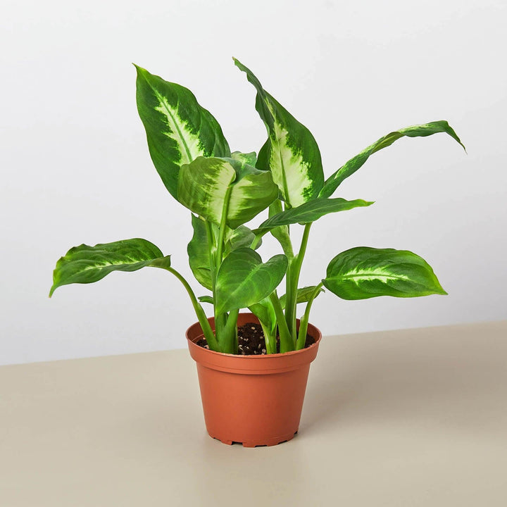 Dieffenbachia Camille - Casey & Company