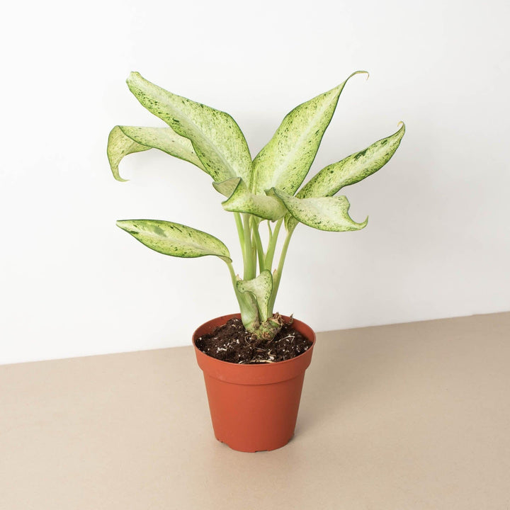 Dieffenbachia 'Camouflage' - Casey & Company