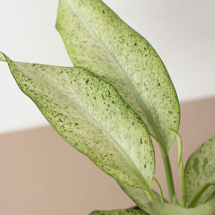 Dieffenbachia 'Camouflage' - Casey & Company