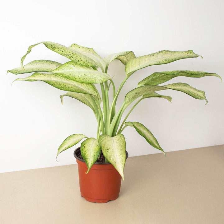 Dieffenbachia 'Camouflage' - Casey & Company