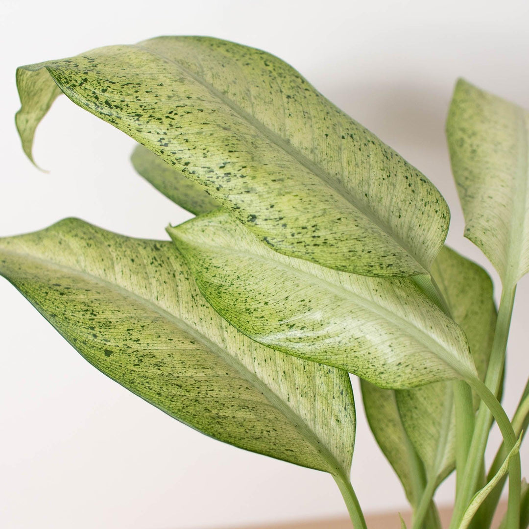 Dieffenbachia 'Camouflage' - Casey & Company