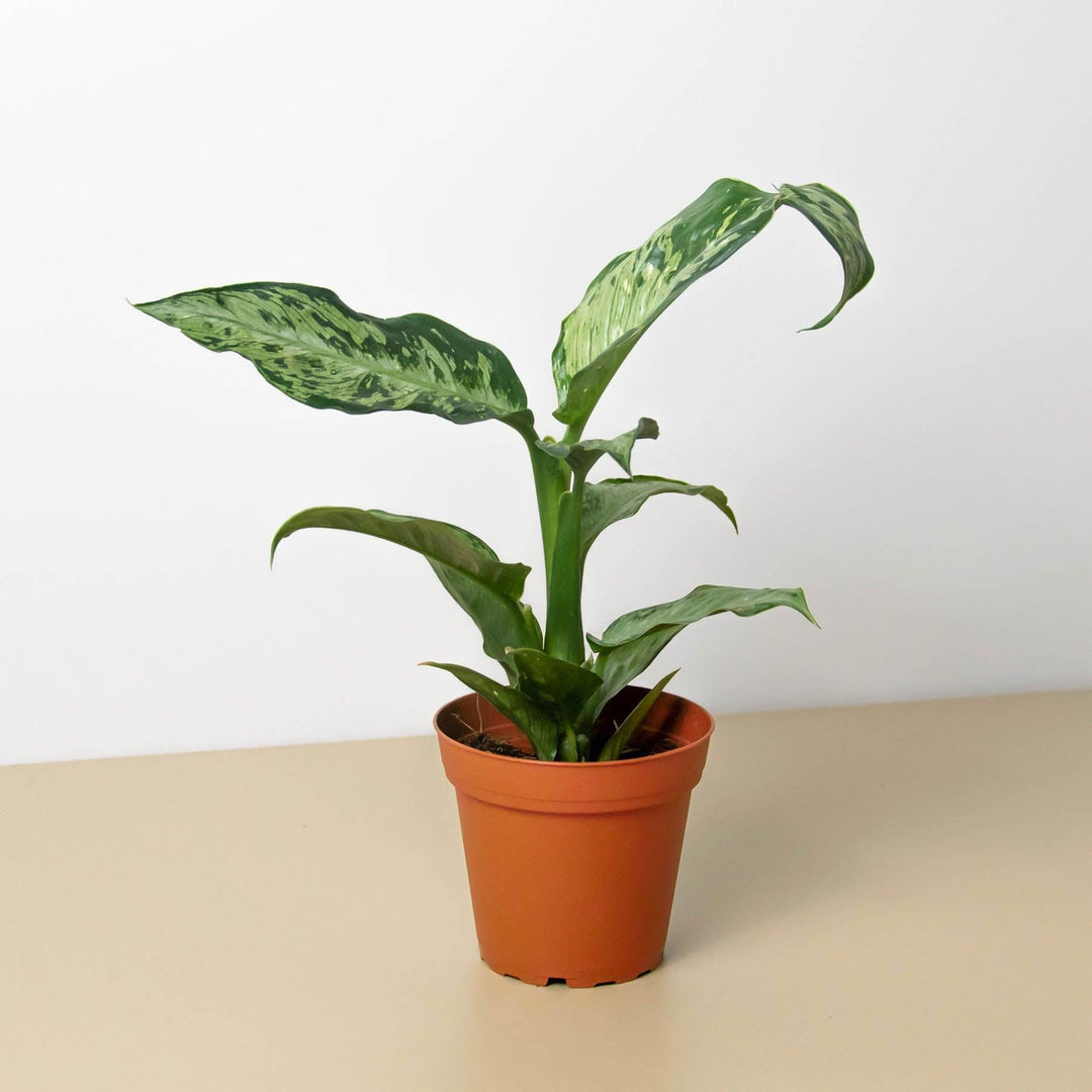 Dieffenbachia 'Memoria Corsii' - Casey & Company