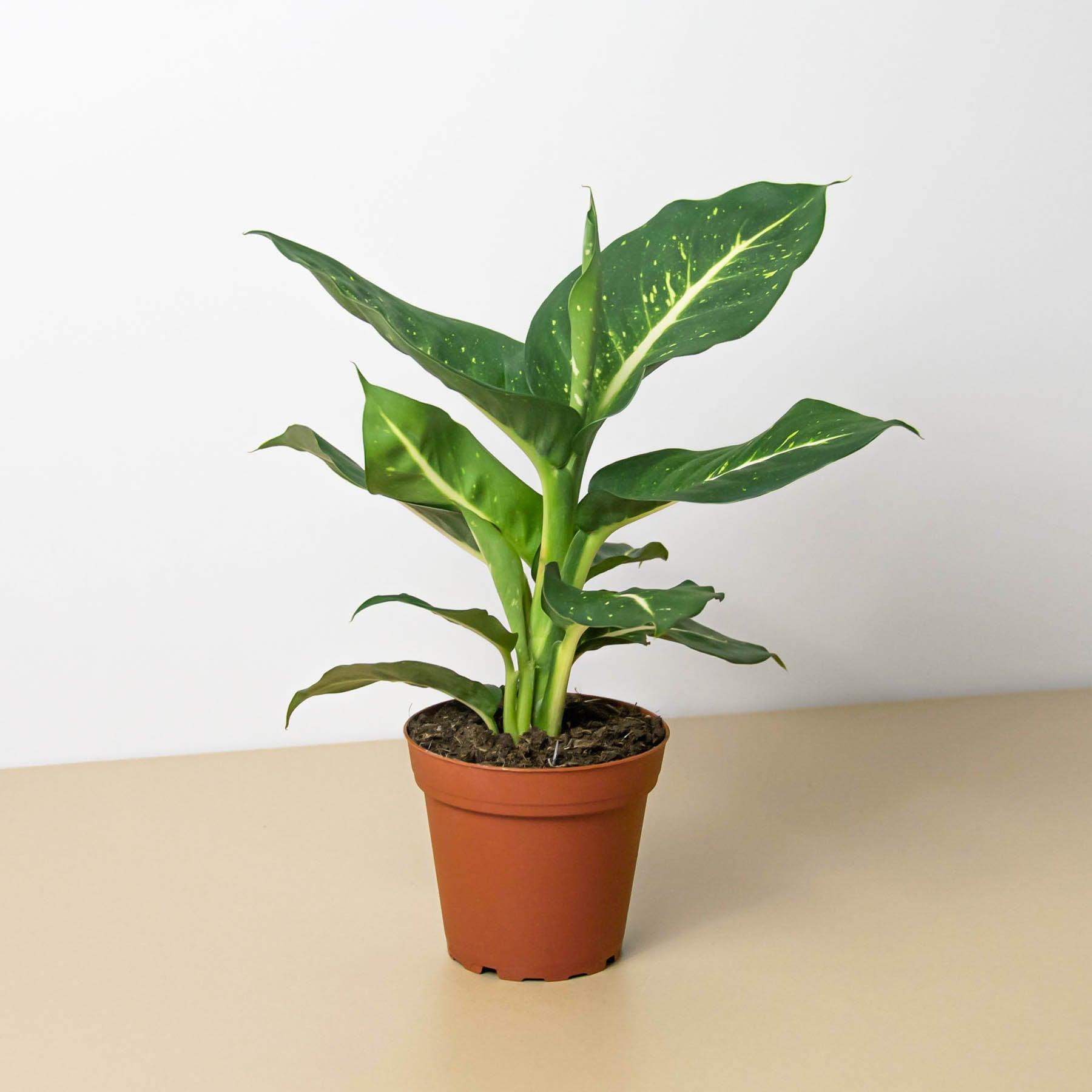 Casey & Company Dieffenbachia Oerstedii - Thumbnail 2