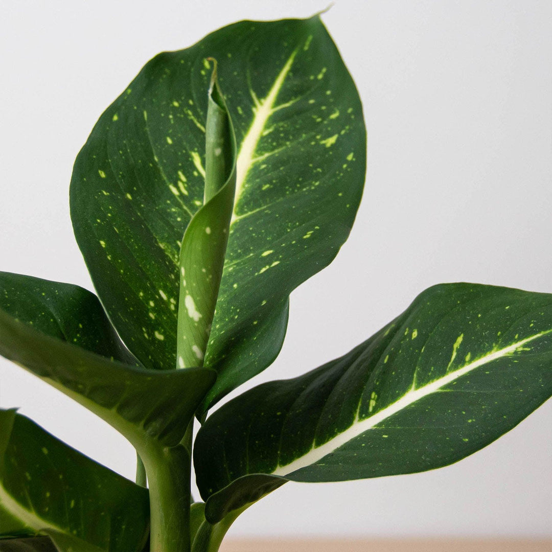 Dieffenbachia Oerstedii - Casey & Company