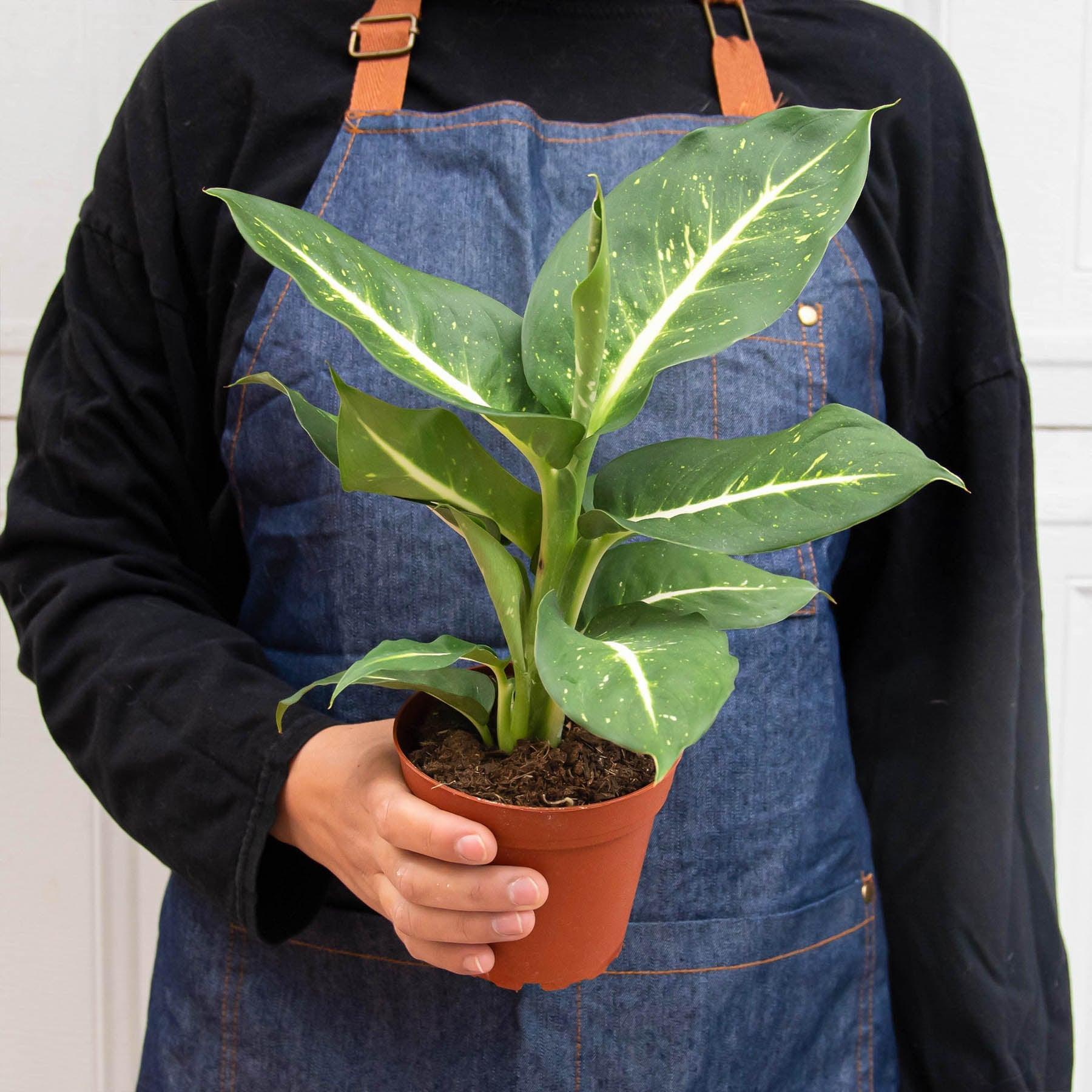 Casey & Company Dieffenbachia Oerstedii - Thumbnail 3