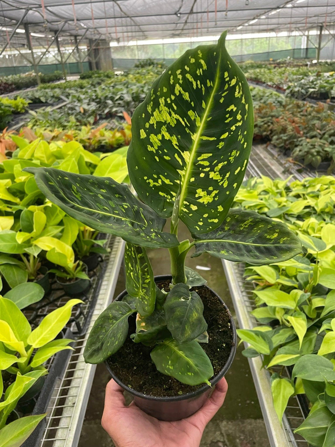 Dieffenbachia 'Reflector' - Casey & Company