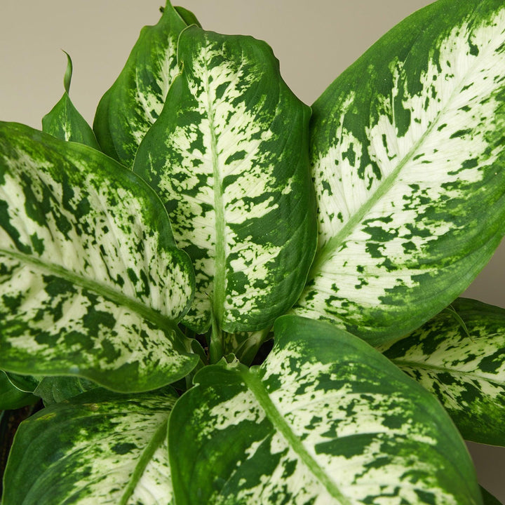 Dieffenbachia 'Tropic Snow' - Casey & Company