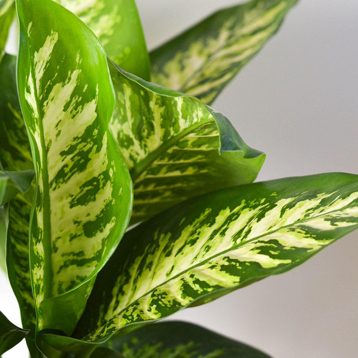 Dieffenbachia 'Tropic Snow' - Casey & Company