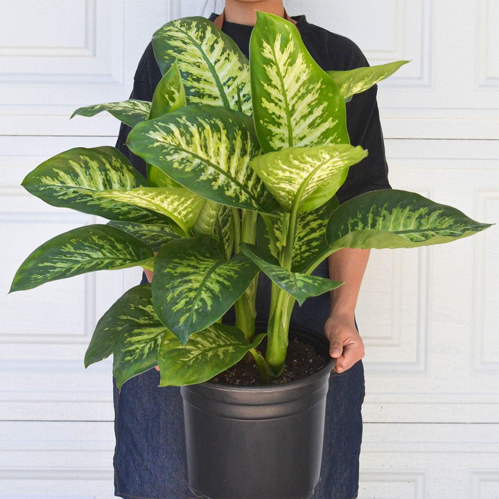 Dieffenbachia 'Tropic Snow' - Casey & Company