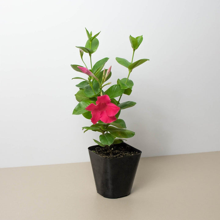 Dipladenia Premier Hot Pink - Casey & Company