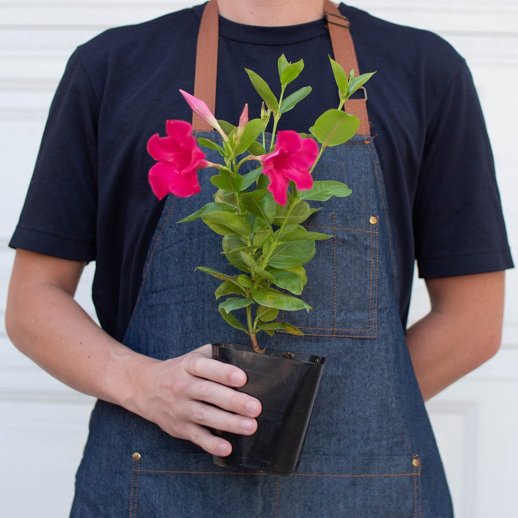 Dipladenia Premier Hot Pink - Thumbnail 3