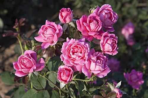 Double Pink Knock Out® Rose - Casey & Company