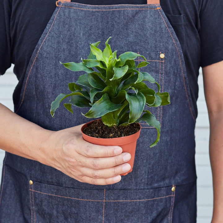 Dracaena 'Dragon Tree Twister' - Casey & Company