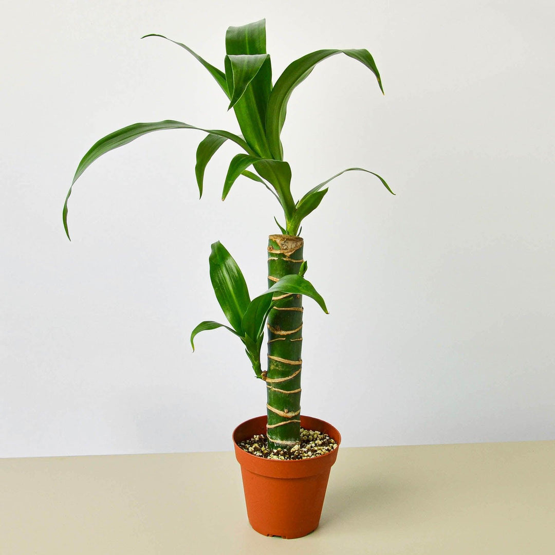 Dracaena 'Elegance' - Casey & Company