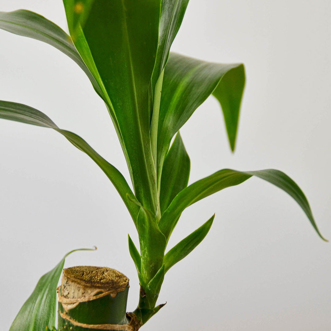 dracaena elegance Dracaena 'Elegance' – Casey & Company