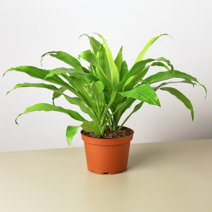 Dracaena 'Lime Light' - Casey & Company