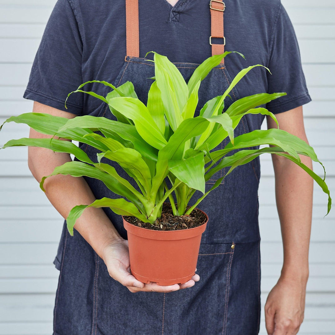 Dracaena 'Lime Light' - Casey & Company