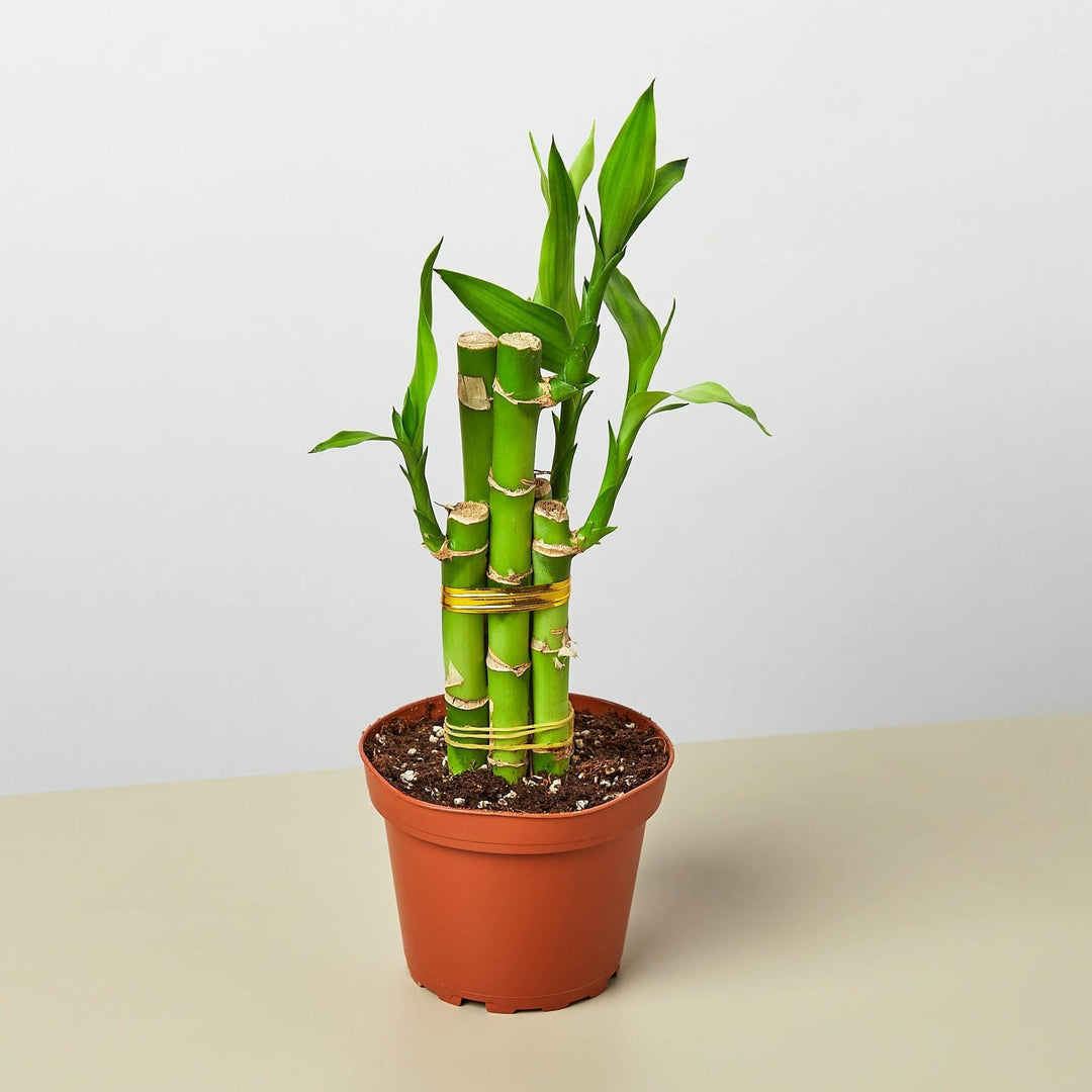 Dracaena 'Lucky Bamboo' - Casey & Company