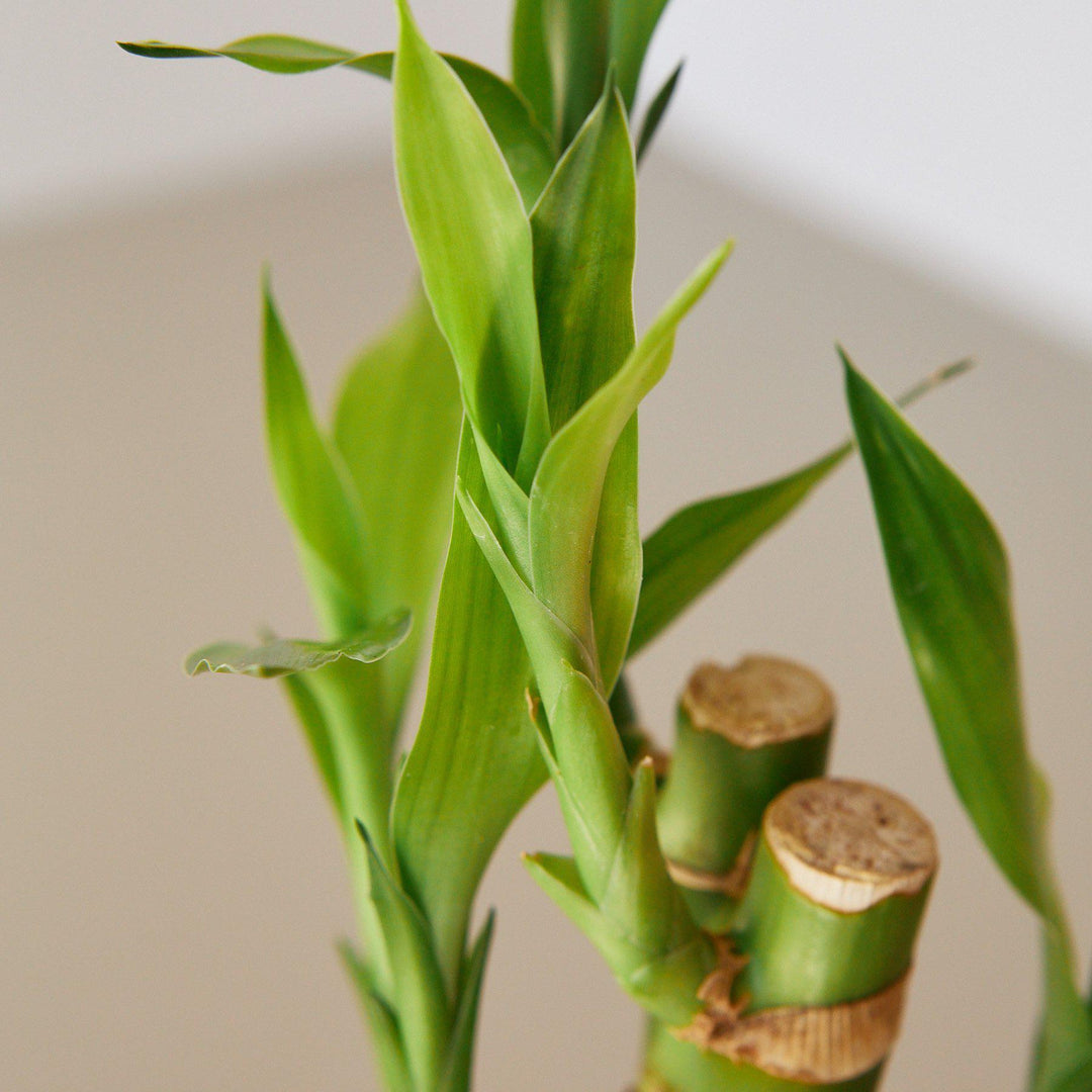 Dracaena 'Lucky Bamboo' - Casey & Company