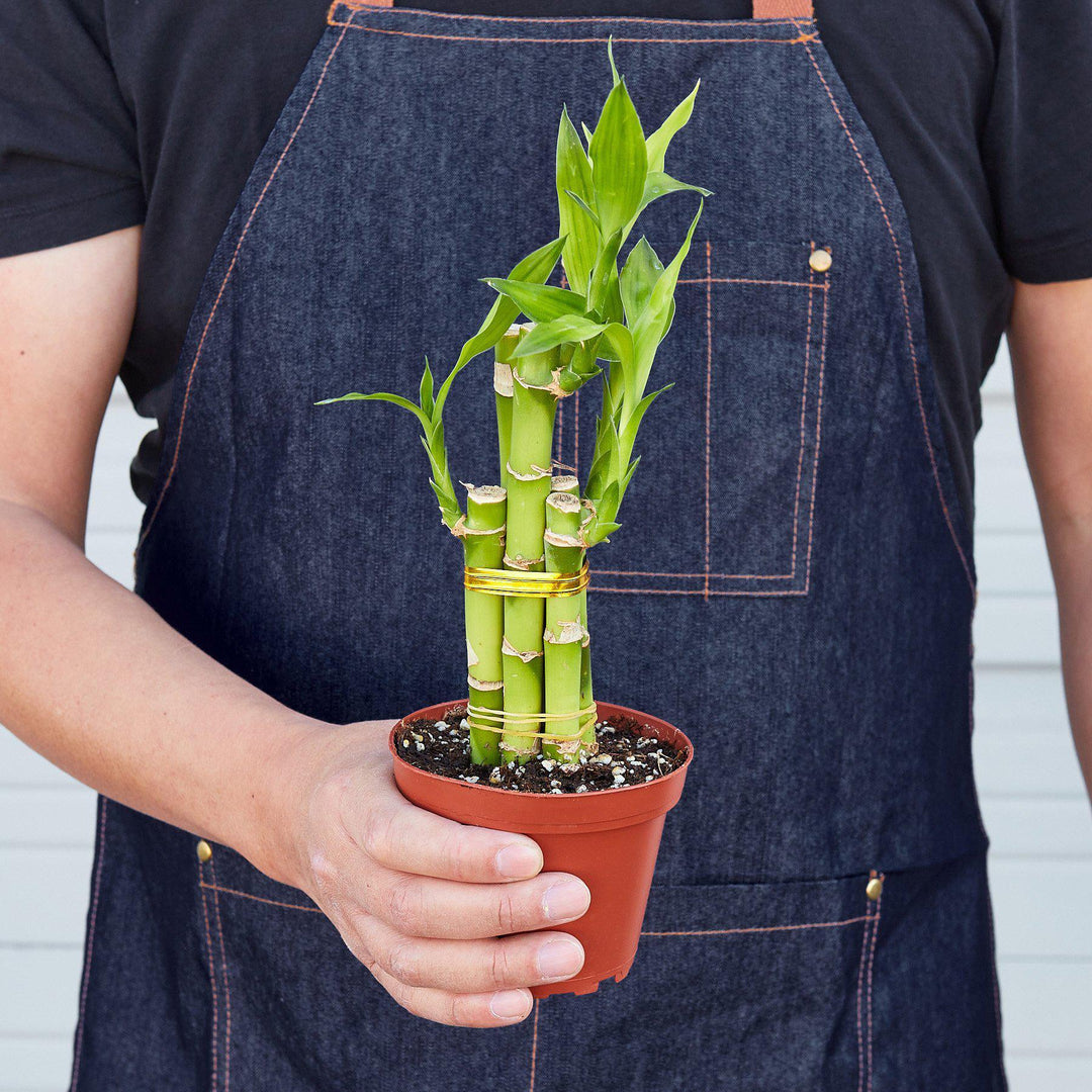 Dracaena 'Lucky Bamboo' - Casey & Company