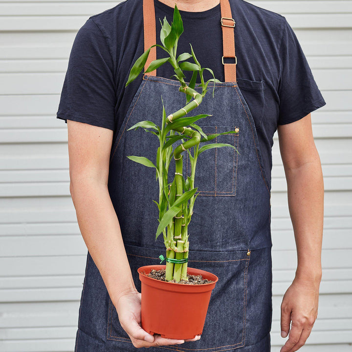 Dracaena 'Lucky Bamboo' - Casey & Company