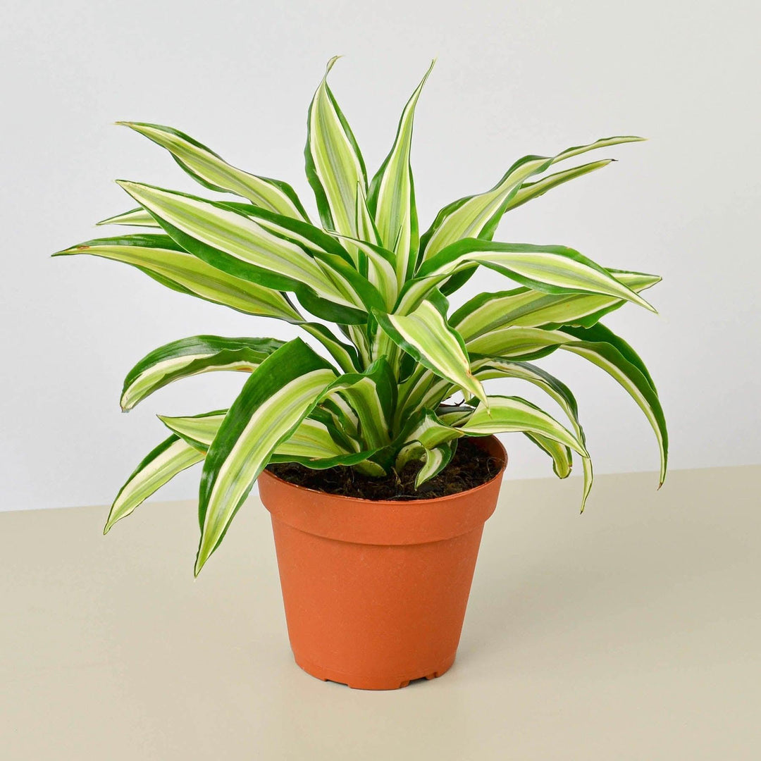 Dracaena 'Malaika' - Casey & Company