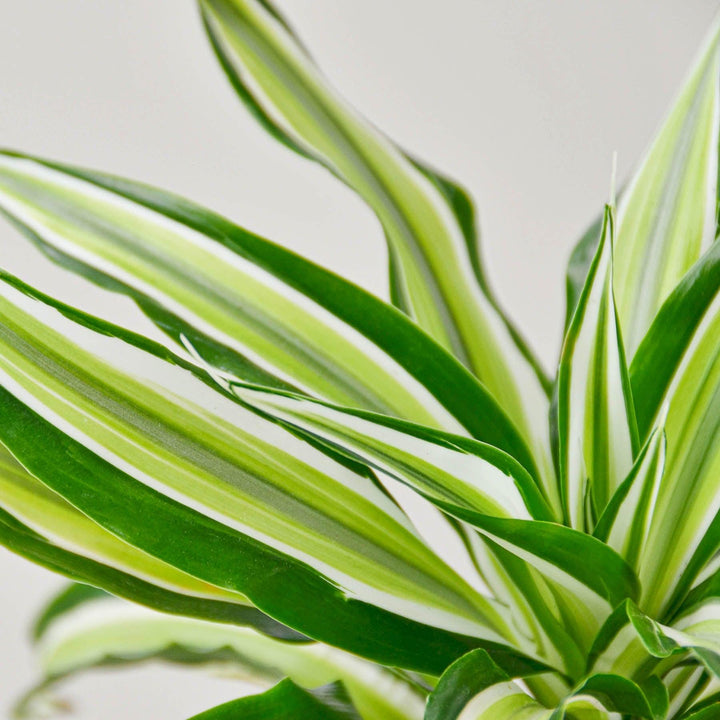 Dracaena 'Malaika' - Casey & Company