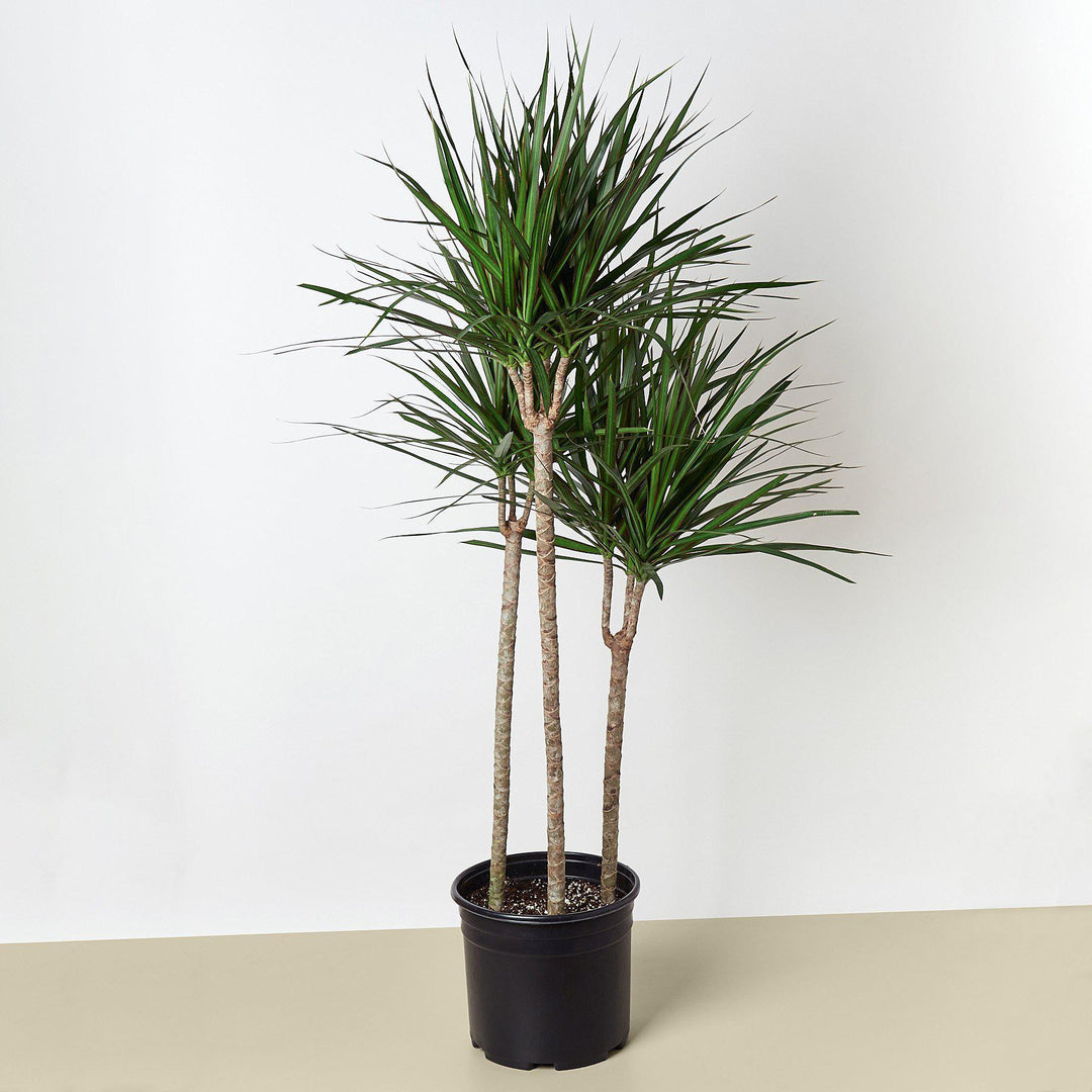 Dracaena 'Marginata Cane' - 10" Pot - Casey & Company