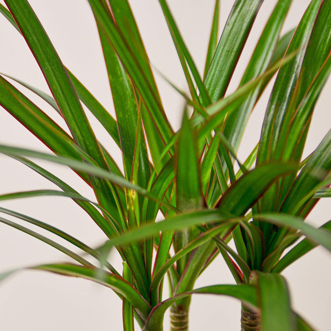 Dracaena 'Marginata Cane' - 10" Pot - Casey & Company